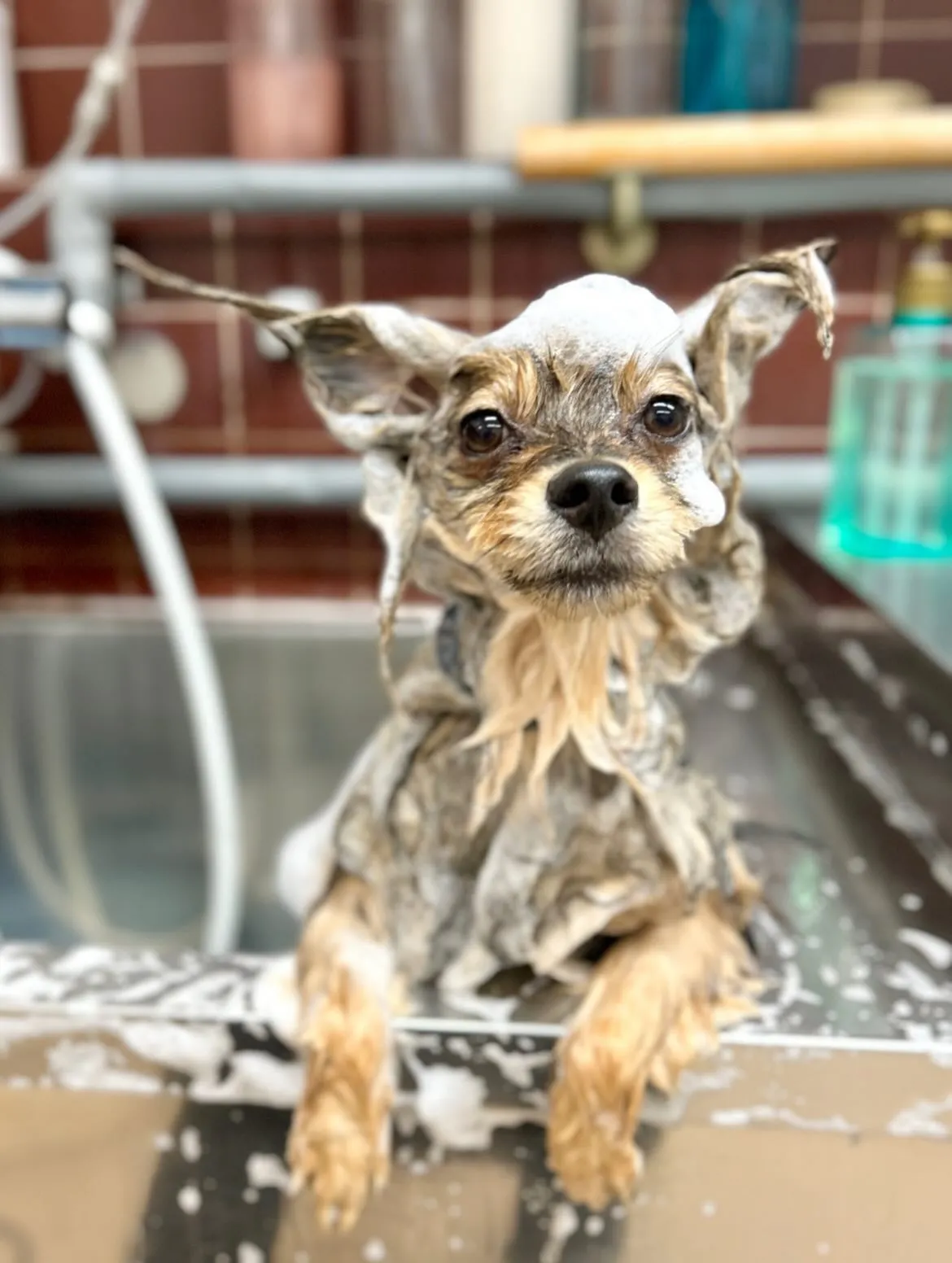 🎀こてつくん🎀