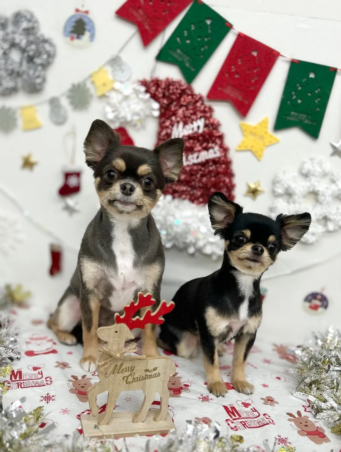 🎀パインちゃん・アップルちゃん🎀