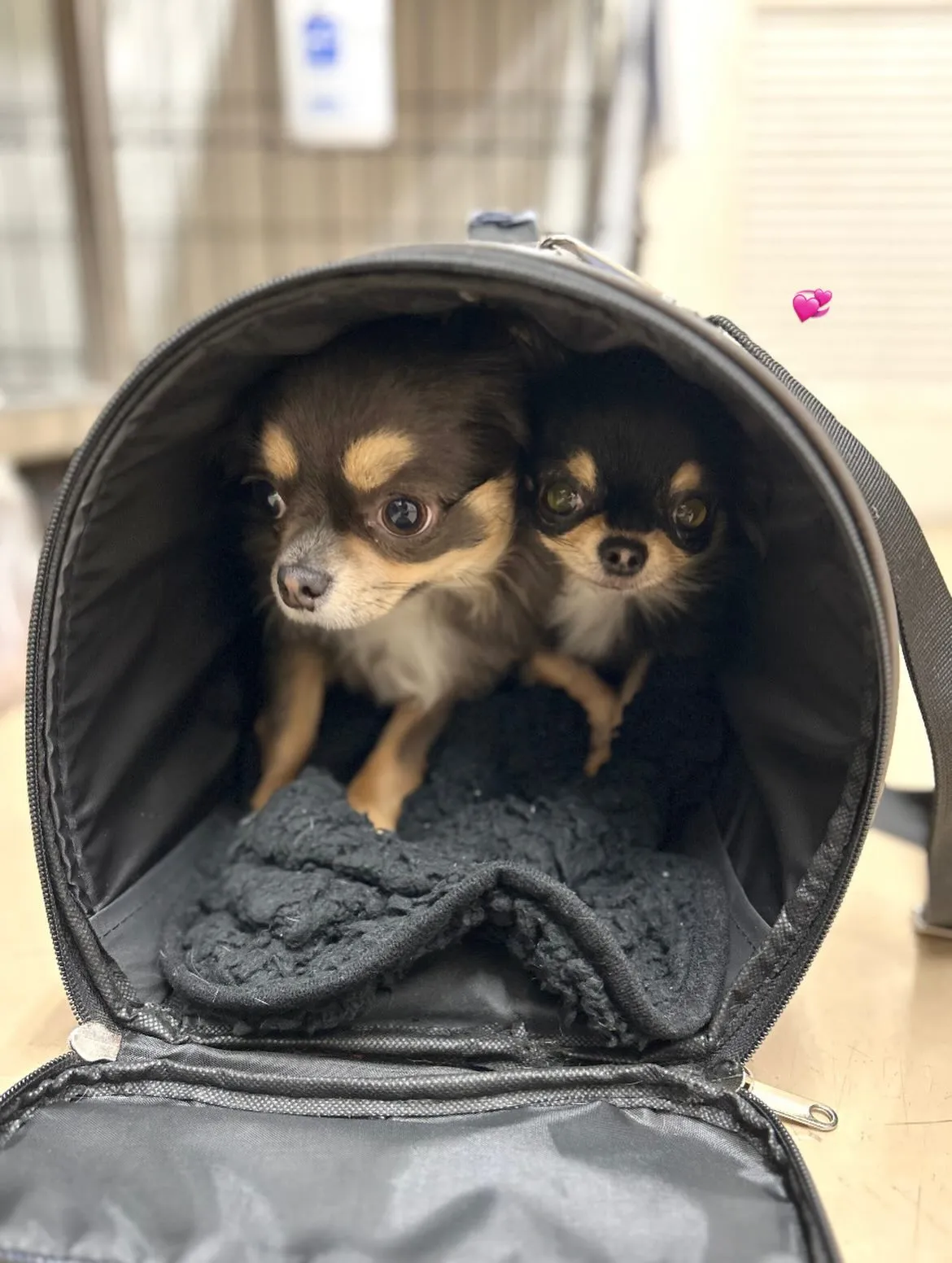 🎀パインちゃん・アップルちゃん🎀