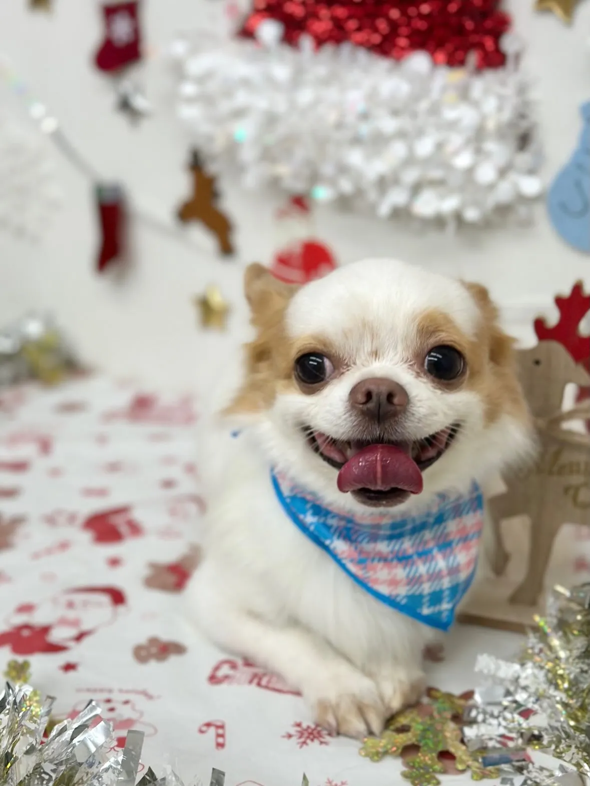 🎄モコくん🎄