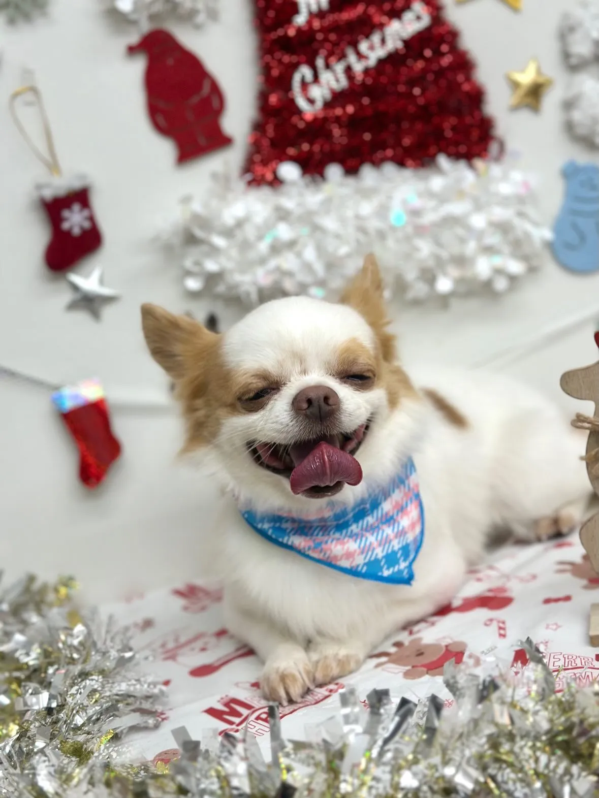 🎄モコくん🎄