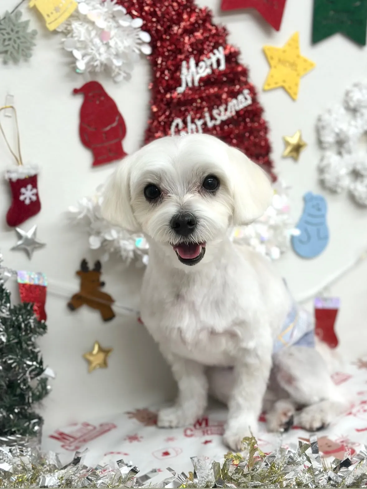 🎄リタくん🎄