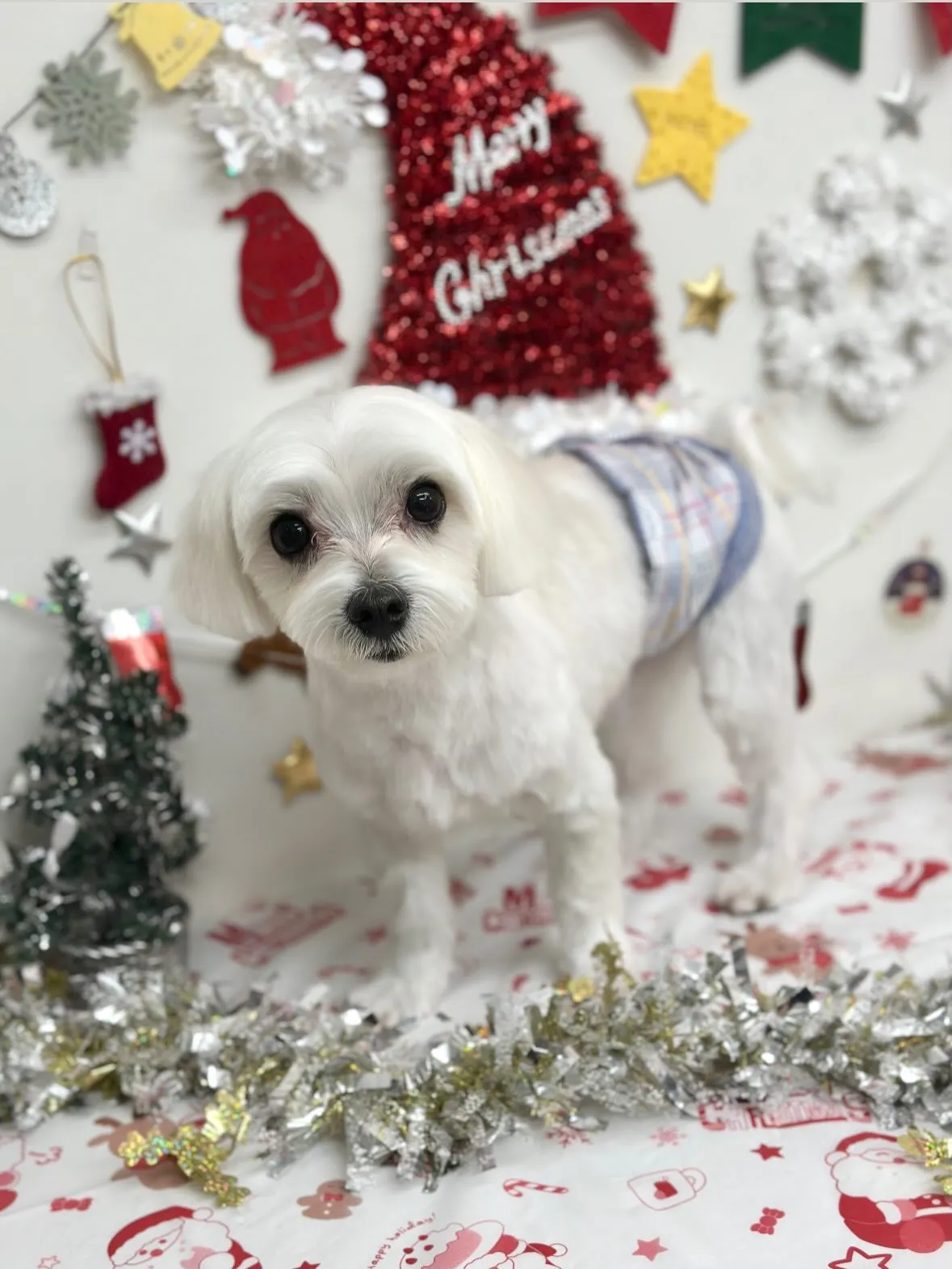 🎄リタくん🎄