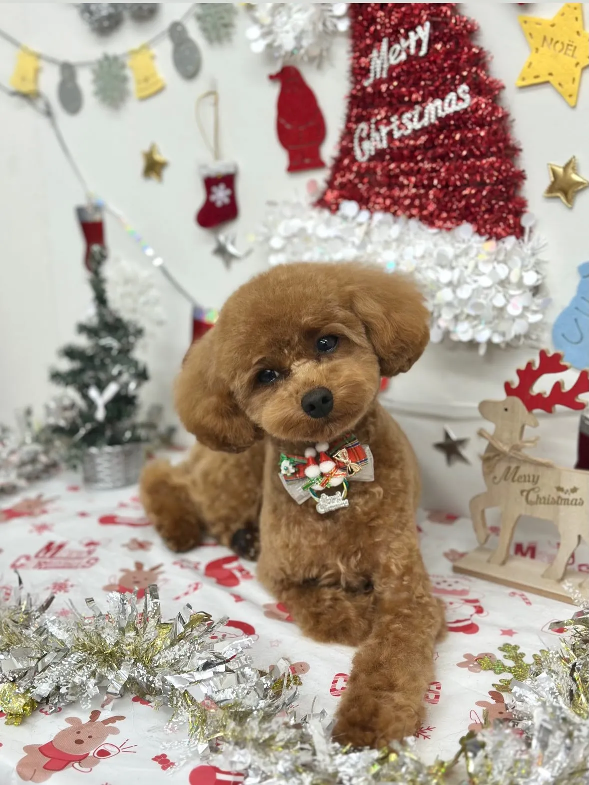 🎄ぷうちゃん🎄