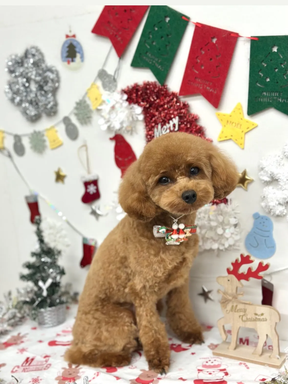 🎄ぷうちゃん🎄