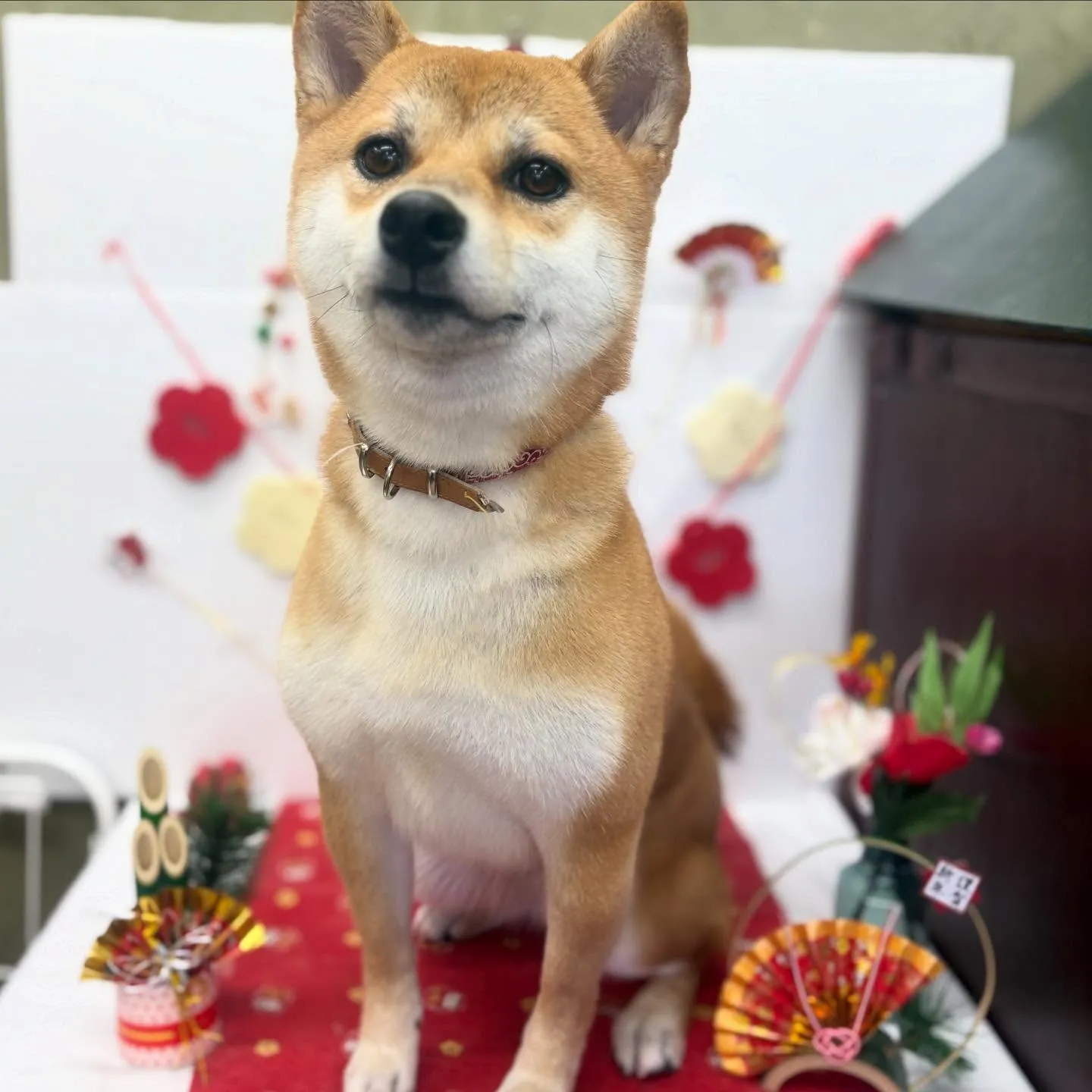 あずきちゃん🌷