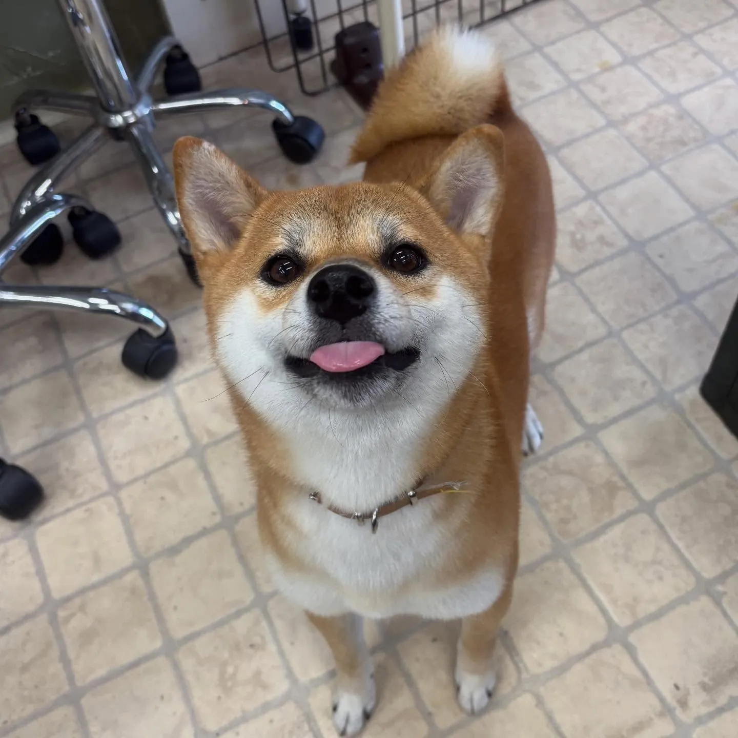 あずきちゃん🌷