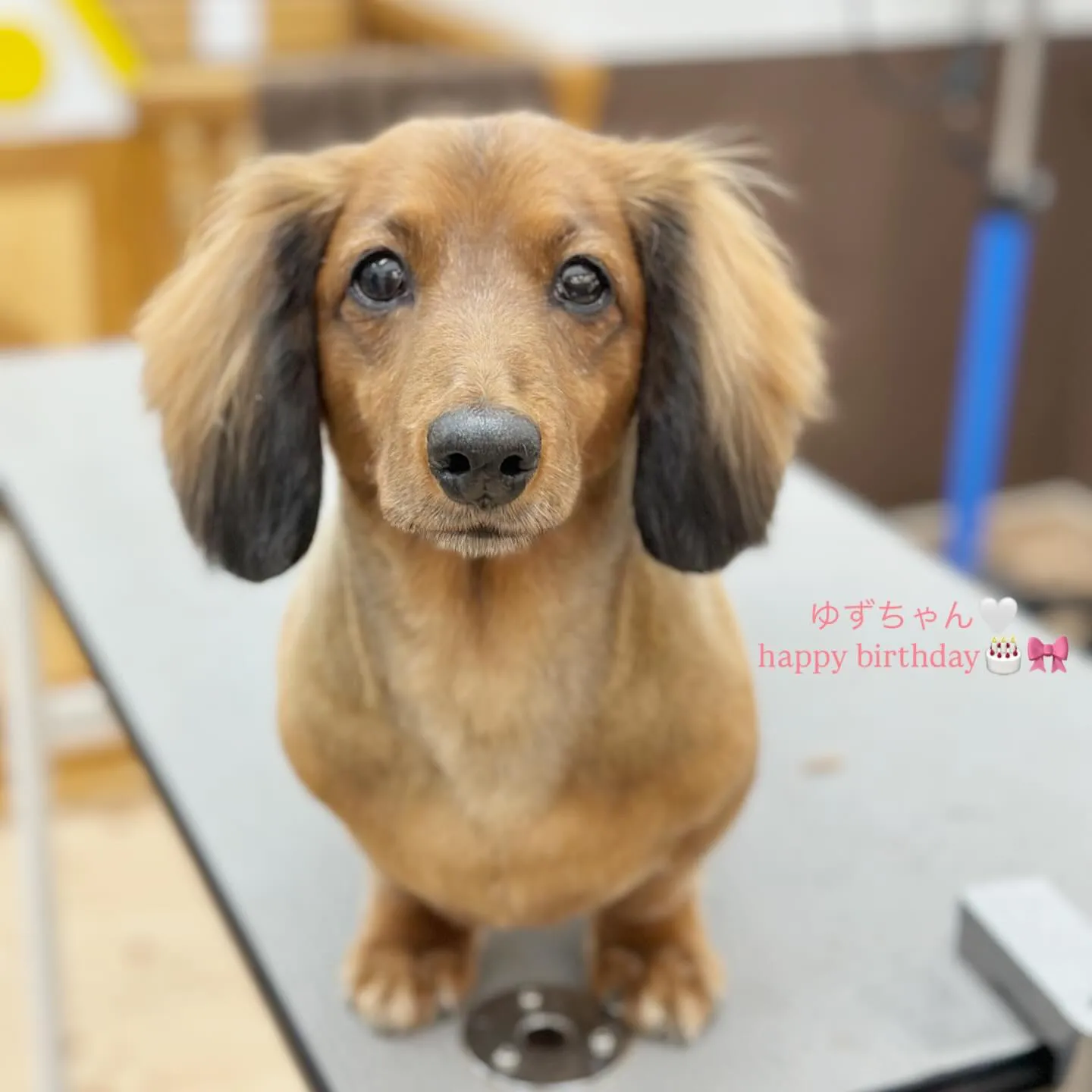 ゆずちゃんお誕生日おめでとうございます🎂🎀