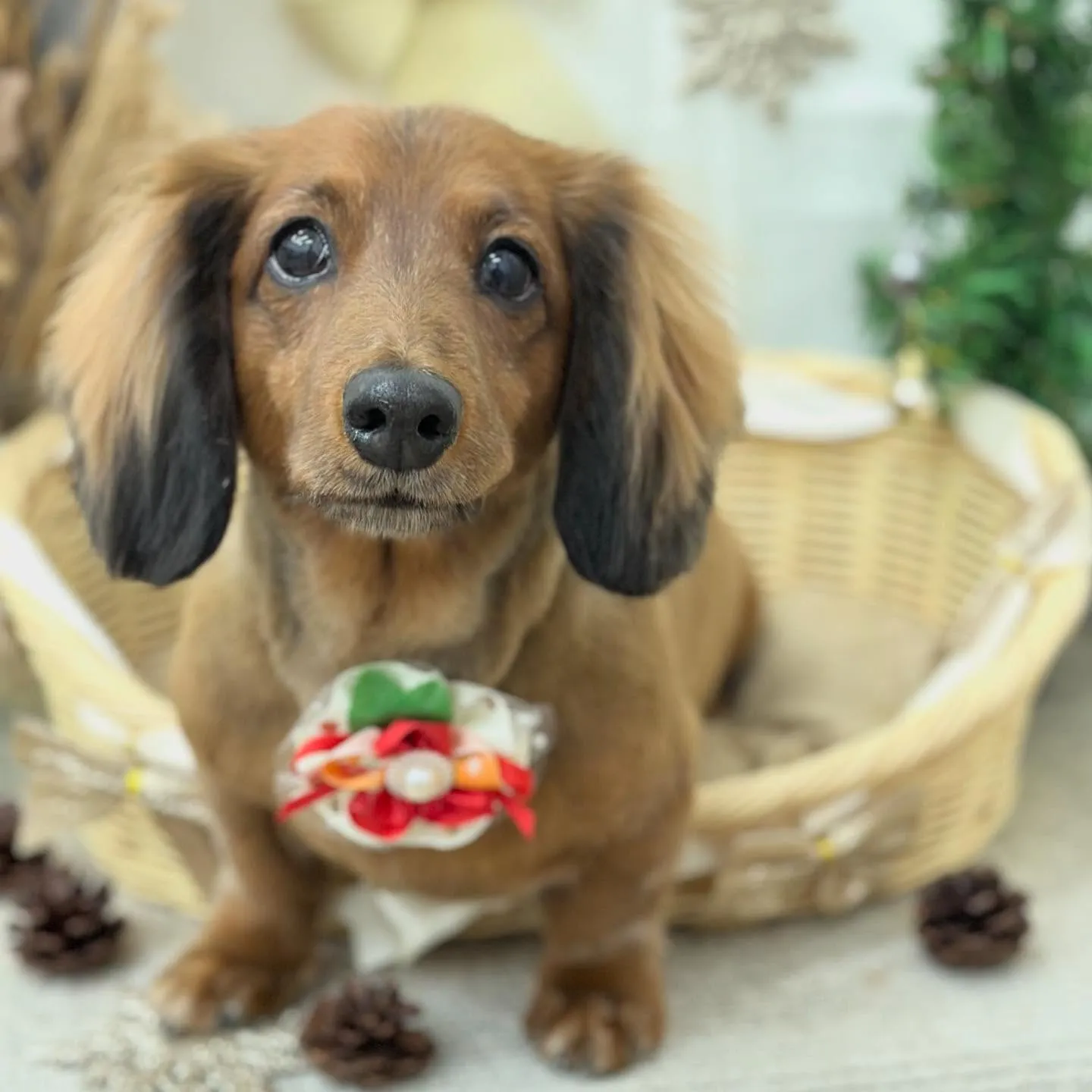 ゆずちゃんお誕生日おめでとうございます🎂🎀