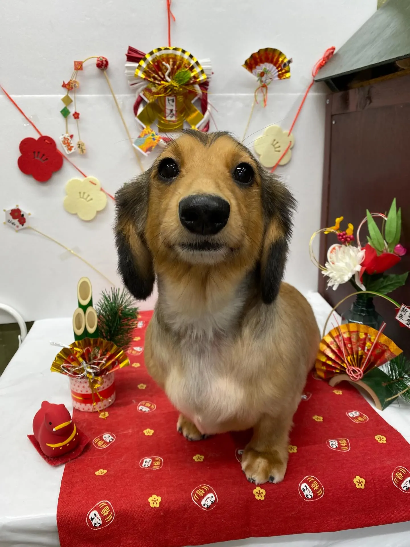 ヒカリちゃん💓