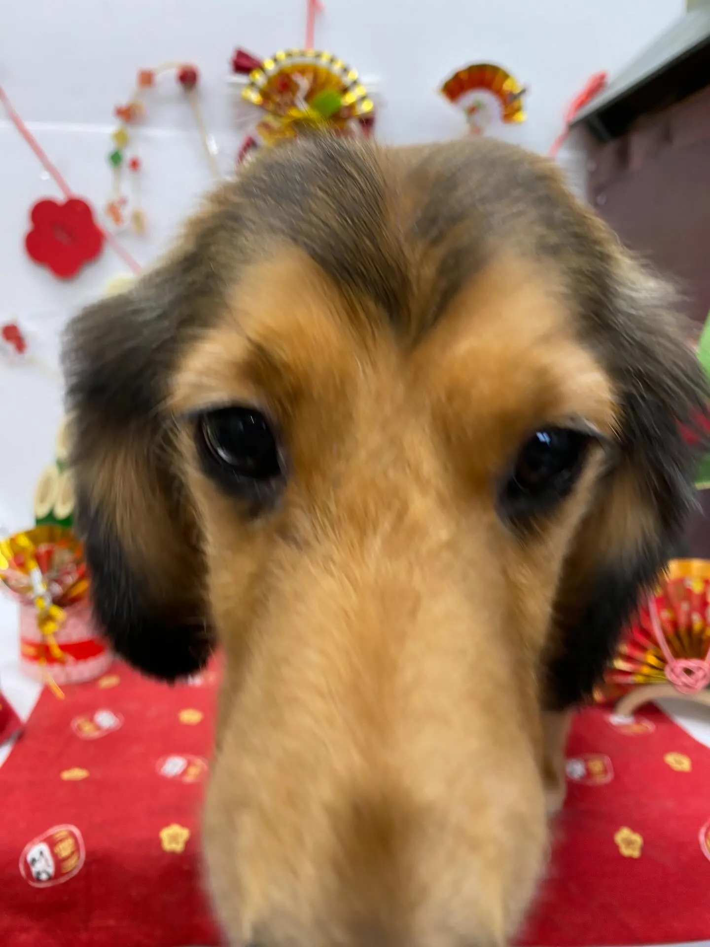 ヒカリちゃん💓