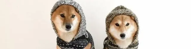 犬の洋服着せ方をまとめてみました♪