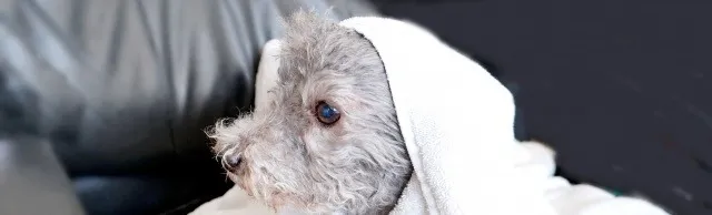 ペットサロンで安心トリミング相談