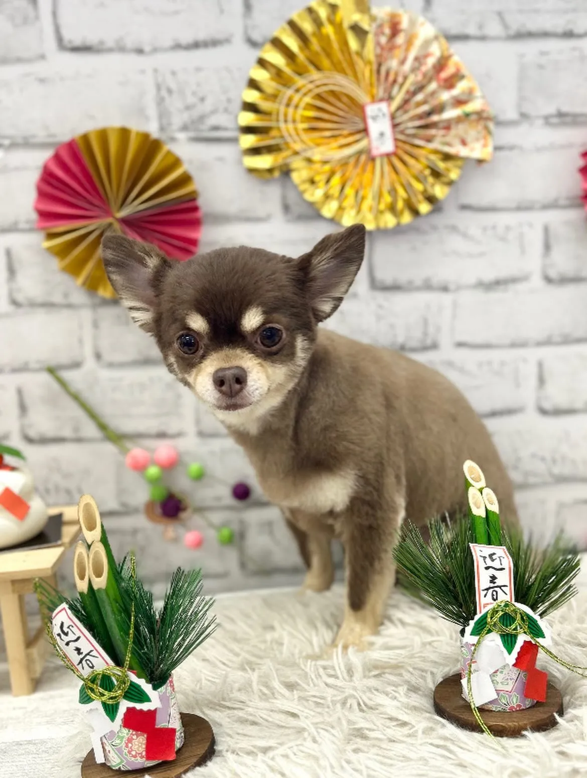 🎍クムちゃん🎍