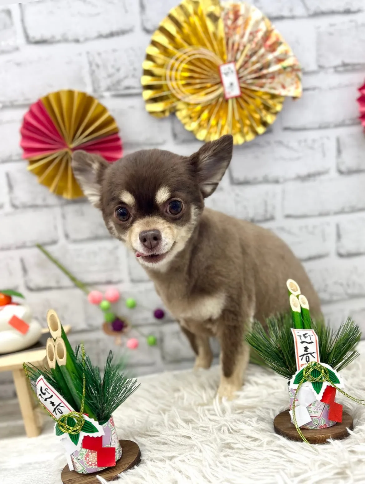 🎍クムちゃん🎍