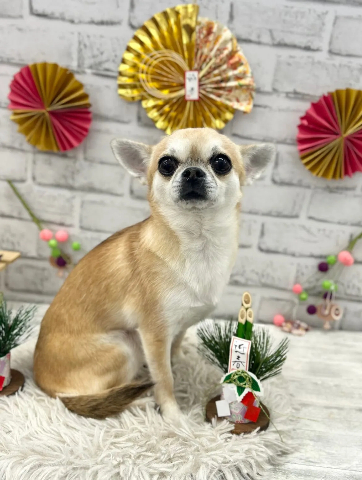 🎍ムギちゃん🎍