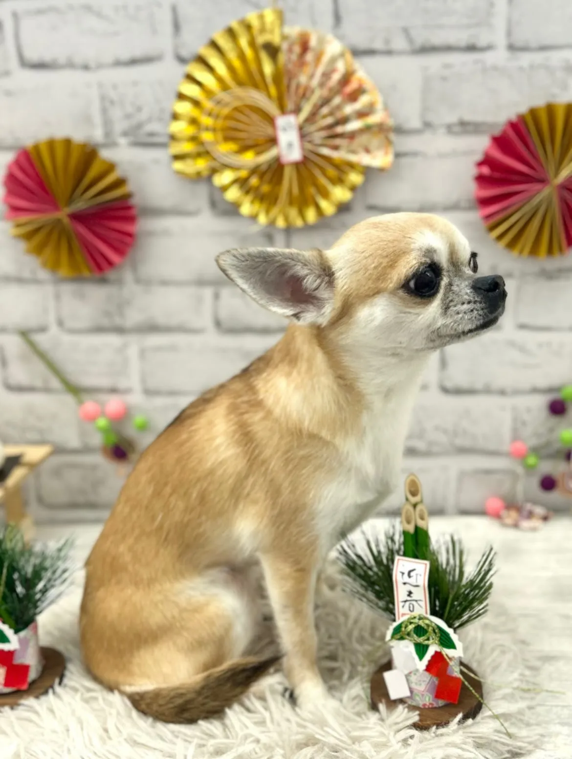 🎍ムギちゃん🎍