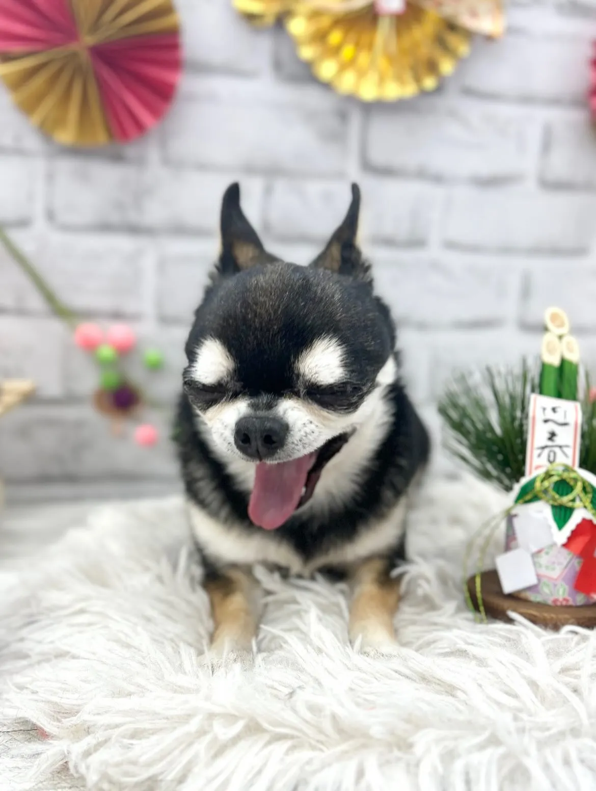 🎍ロクちゃん🎍