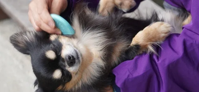 鈴鹿市の冬に最適な犬のブラッシング法