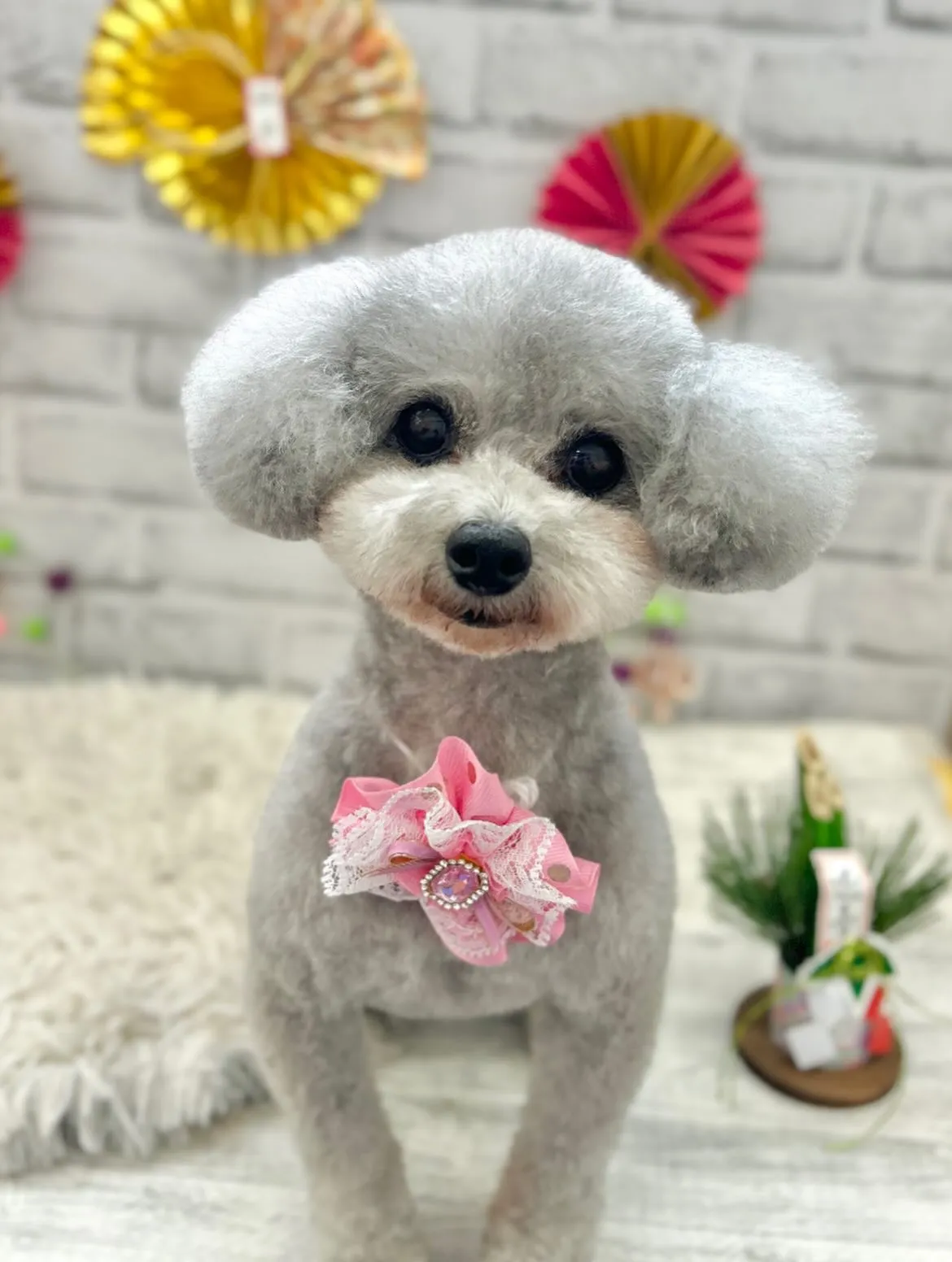 🎍もこちゃん🎍