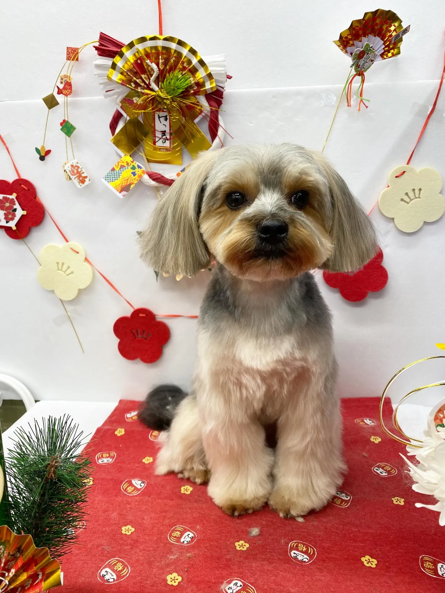 すみれちゃん💓