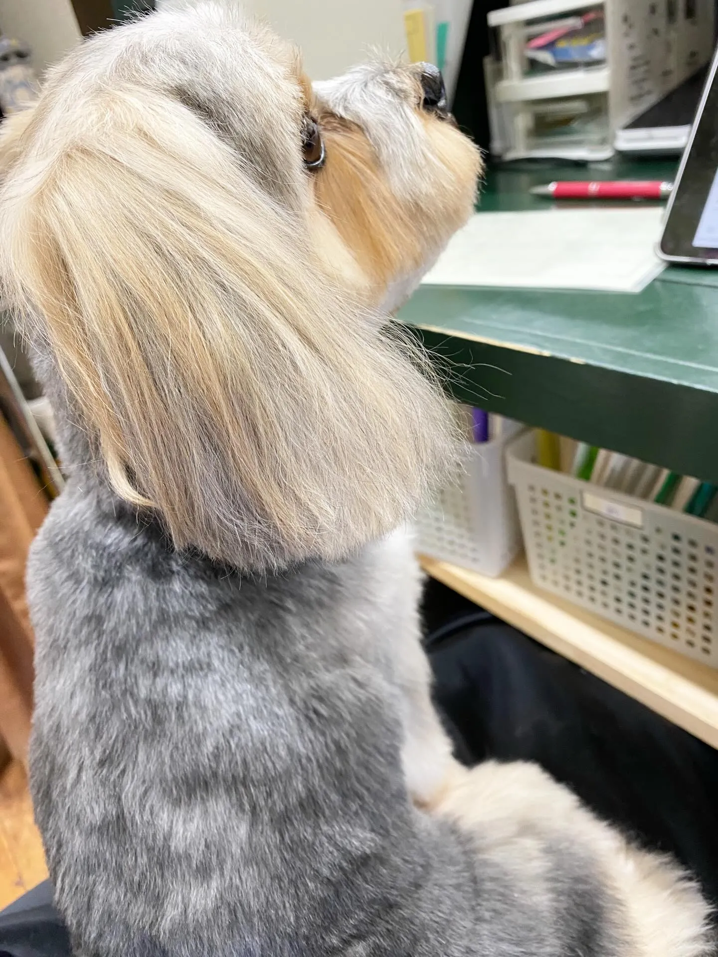 すみれちゃん💓