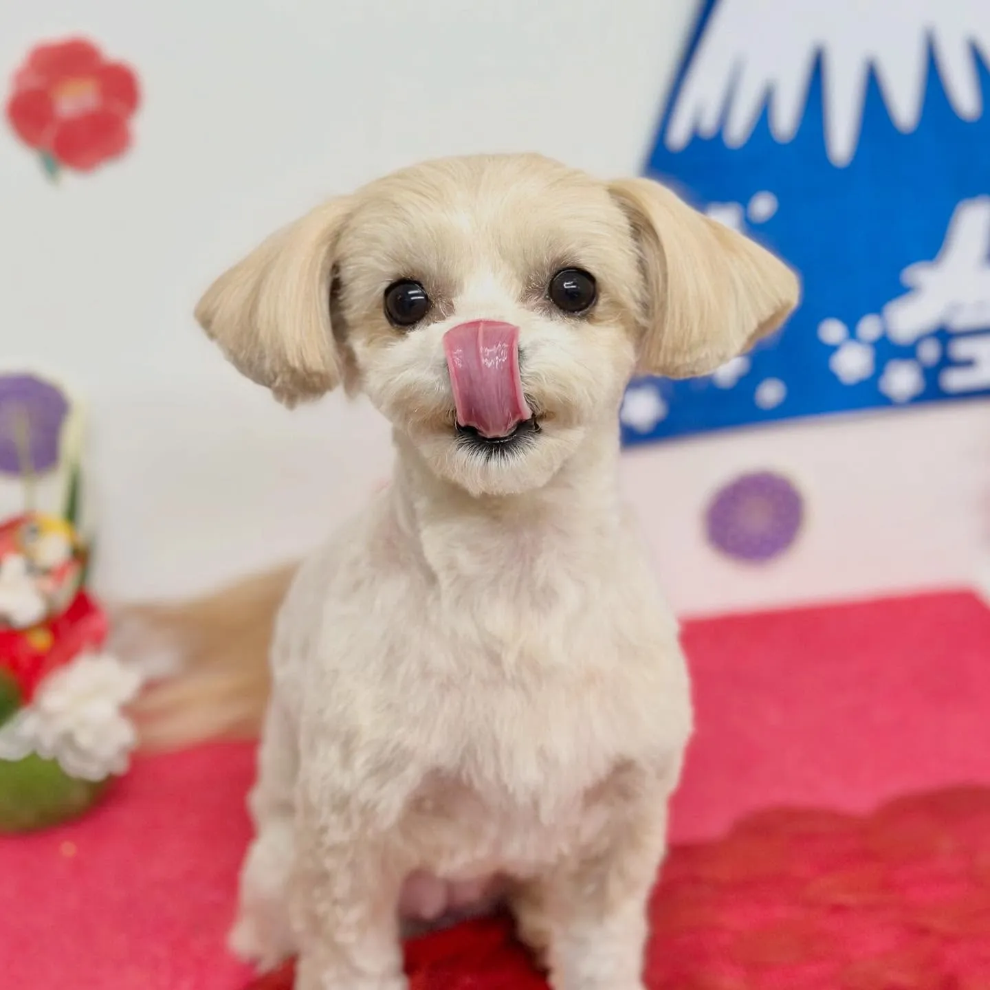 このみちゃん🧚‍♀️