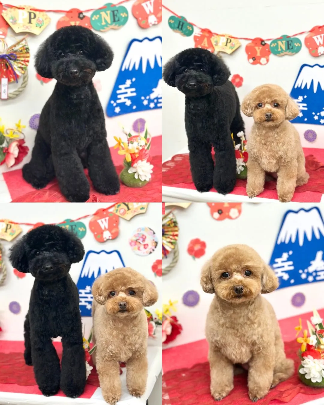 🎍ここちゃん･なぎくん🎍