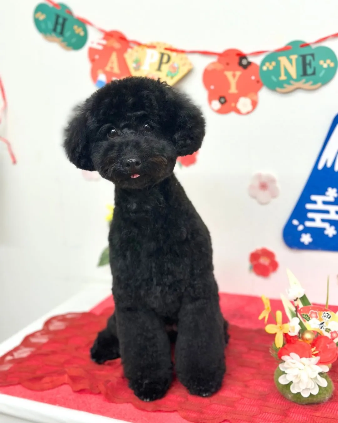 🎍ここちゃん･なぎくん🎍