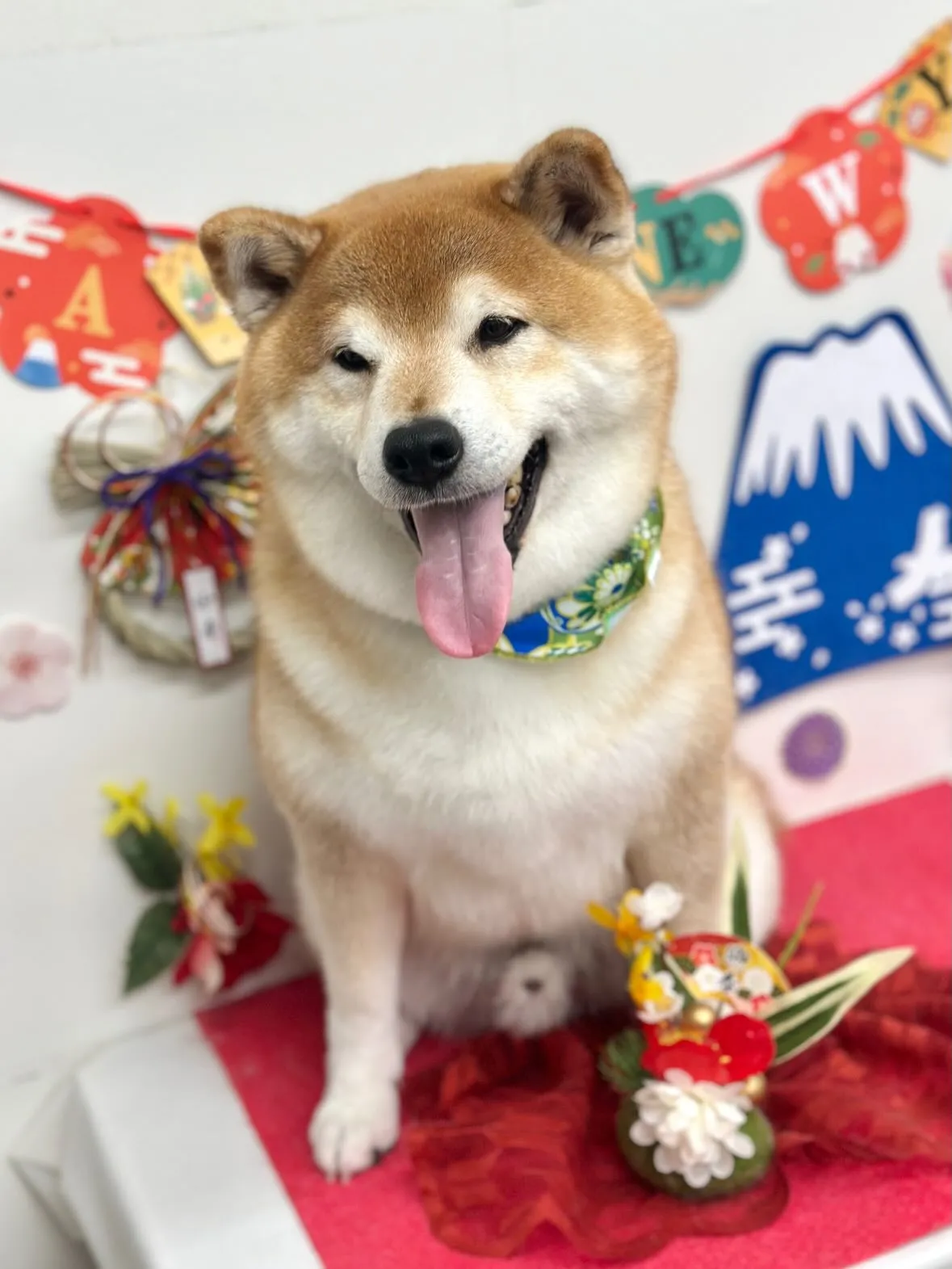 🎍まめちゃん🎍