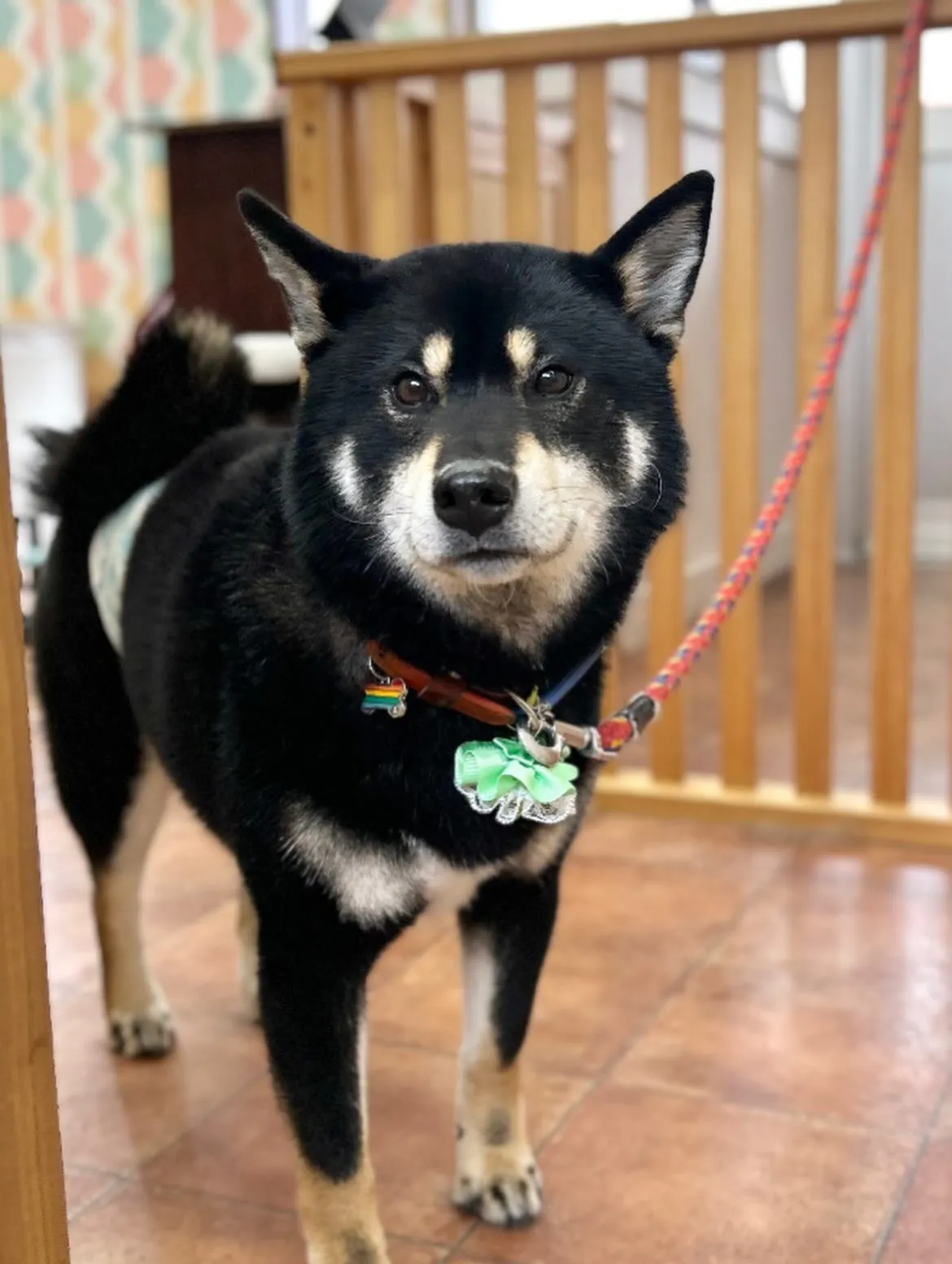 🎍春助くん🎍