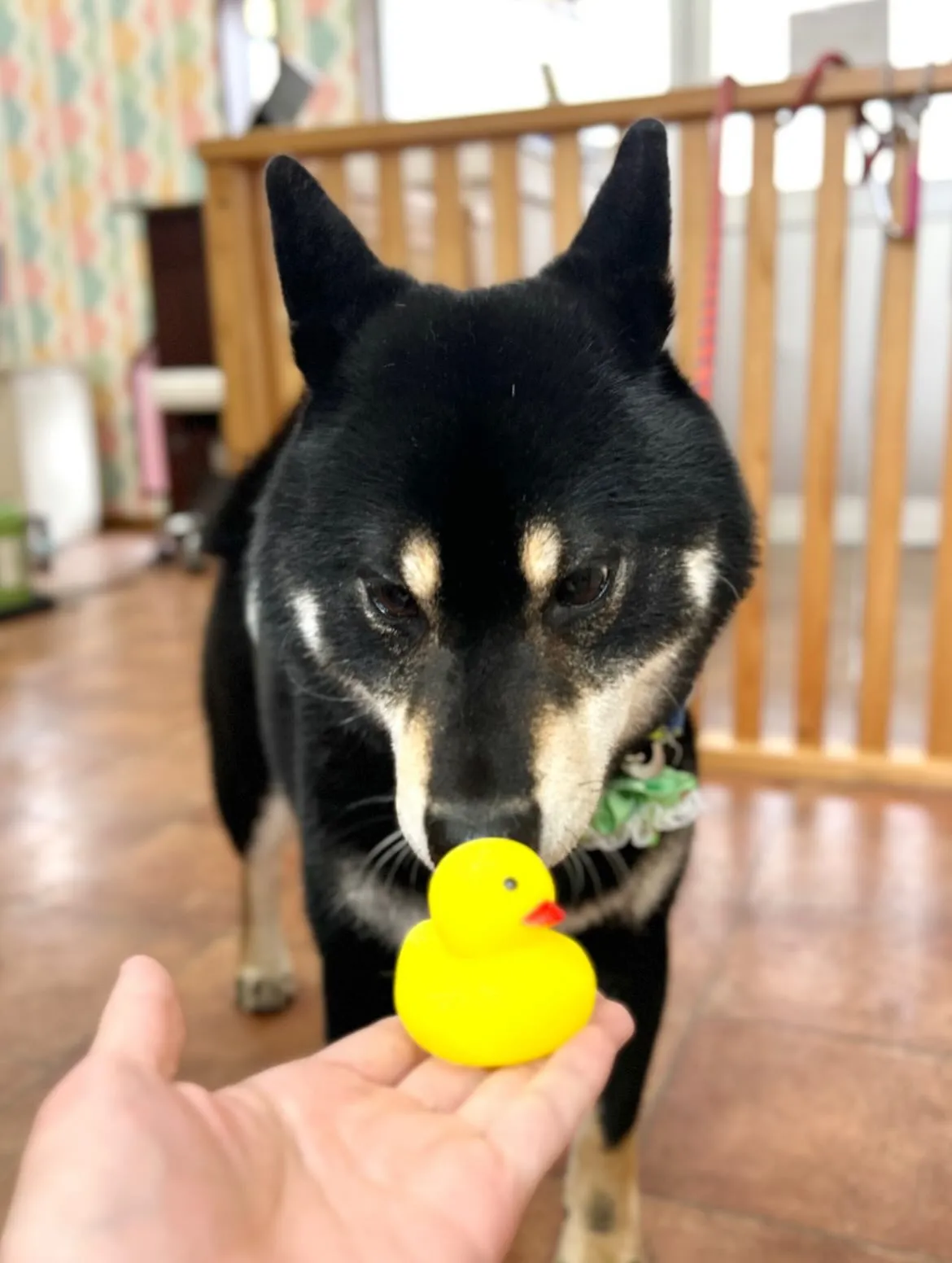 🎍春助くん🎍