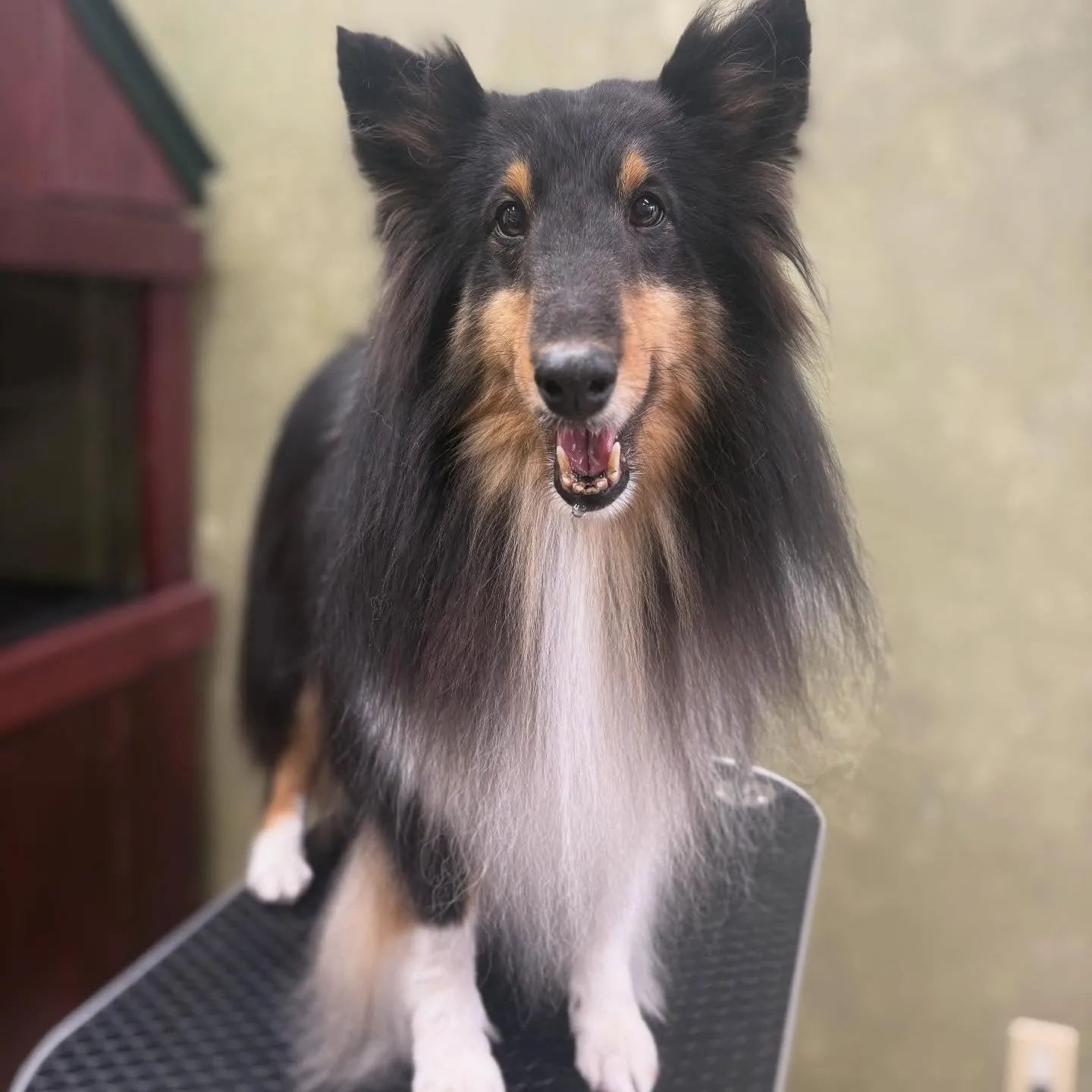 ノワちゃん🧚‍♀️