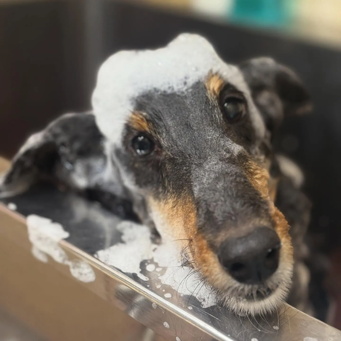 ノワちゃん🧚‍♀️