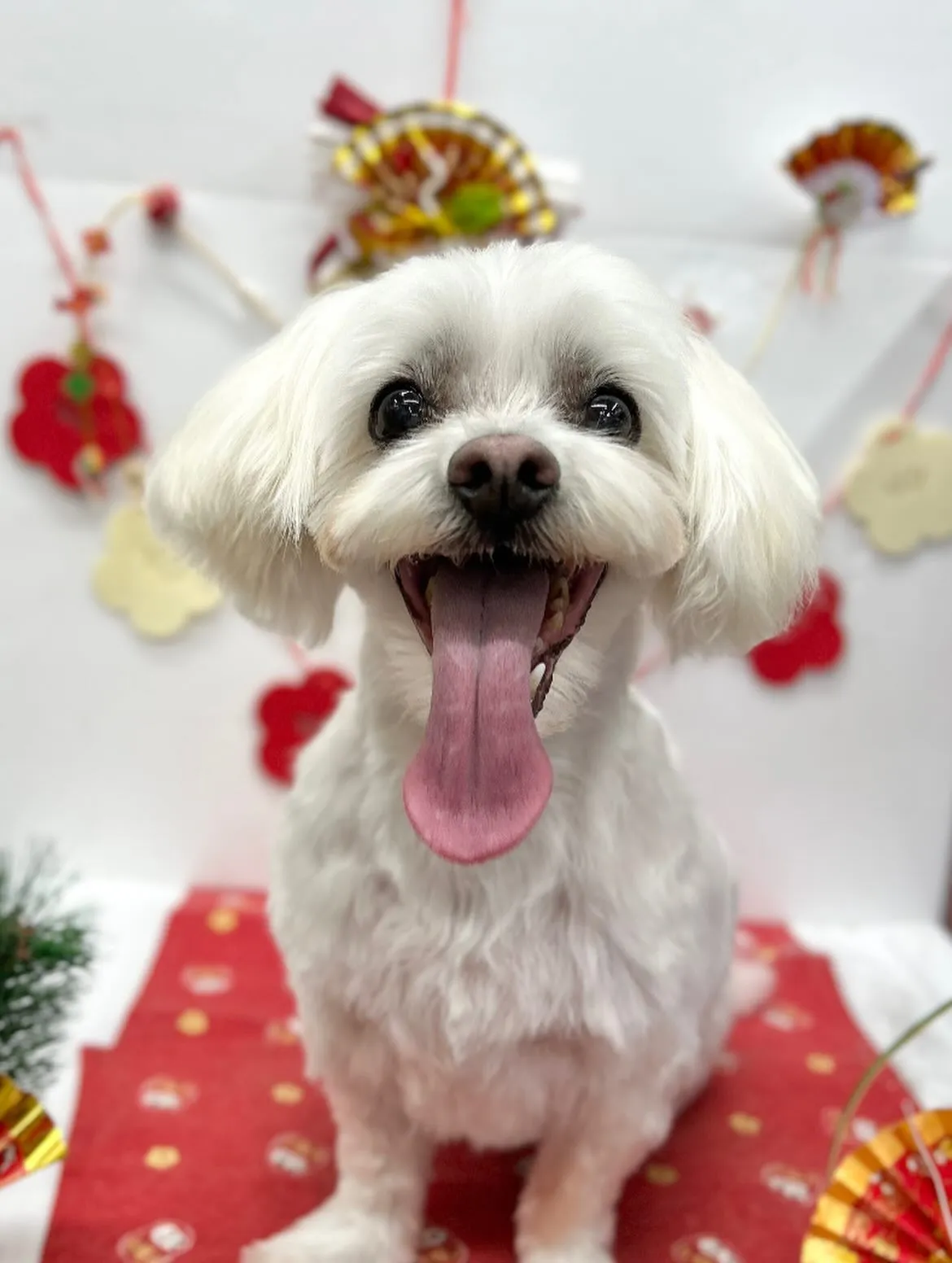 🎍ゴロウくん🎍