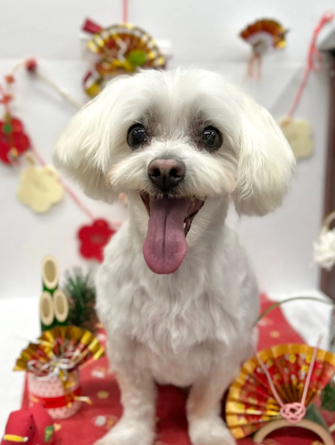 🎍ゴロウくん🎍