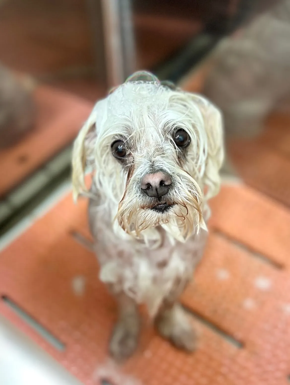 🎍ゴロウくん🎍