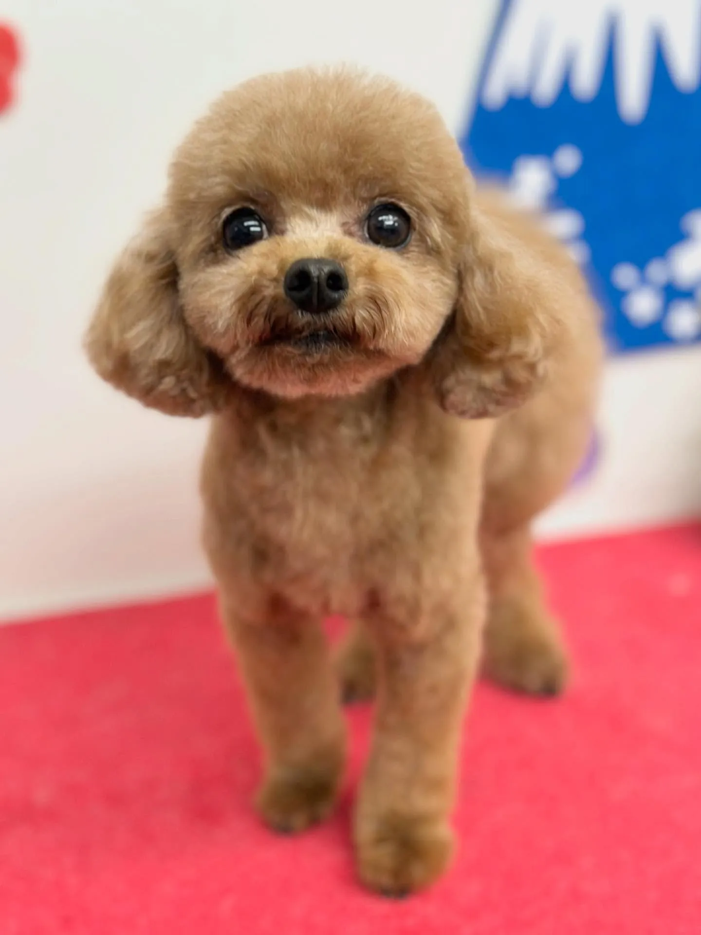 らんちゃん🐻🌼