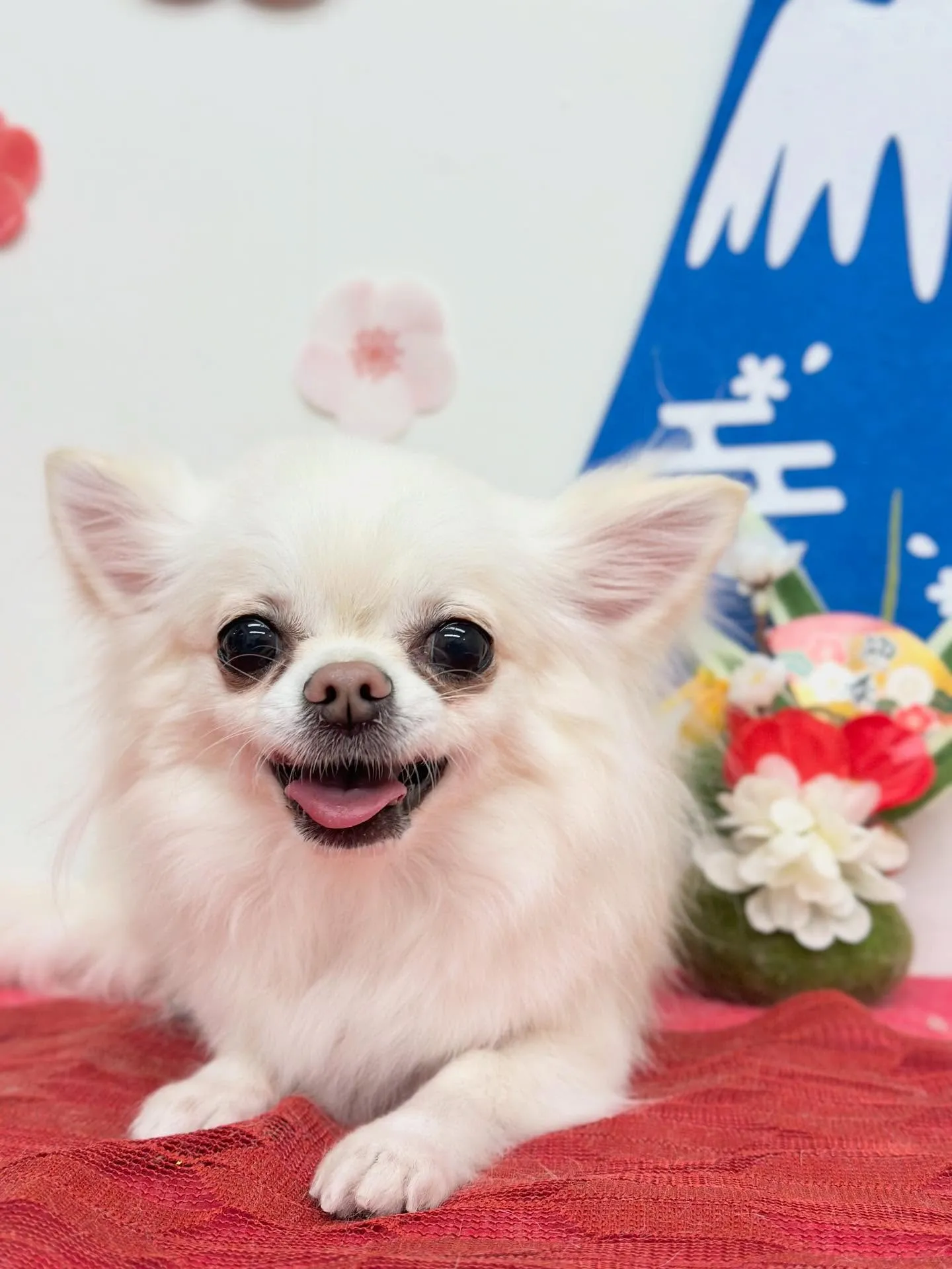 はるちゃん🪿🫧