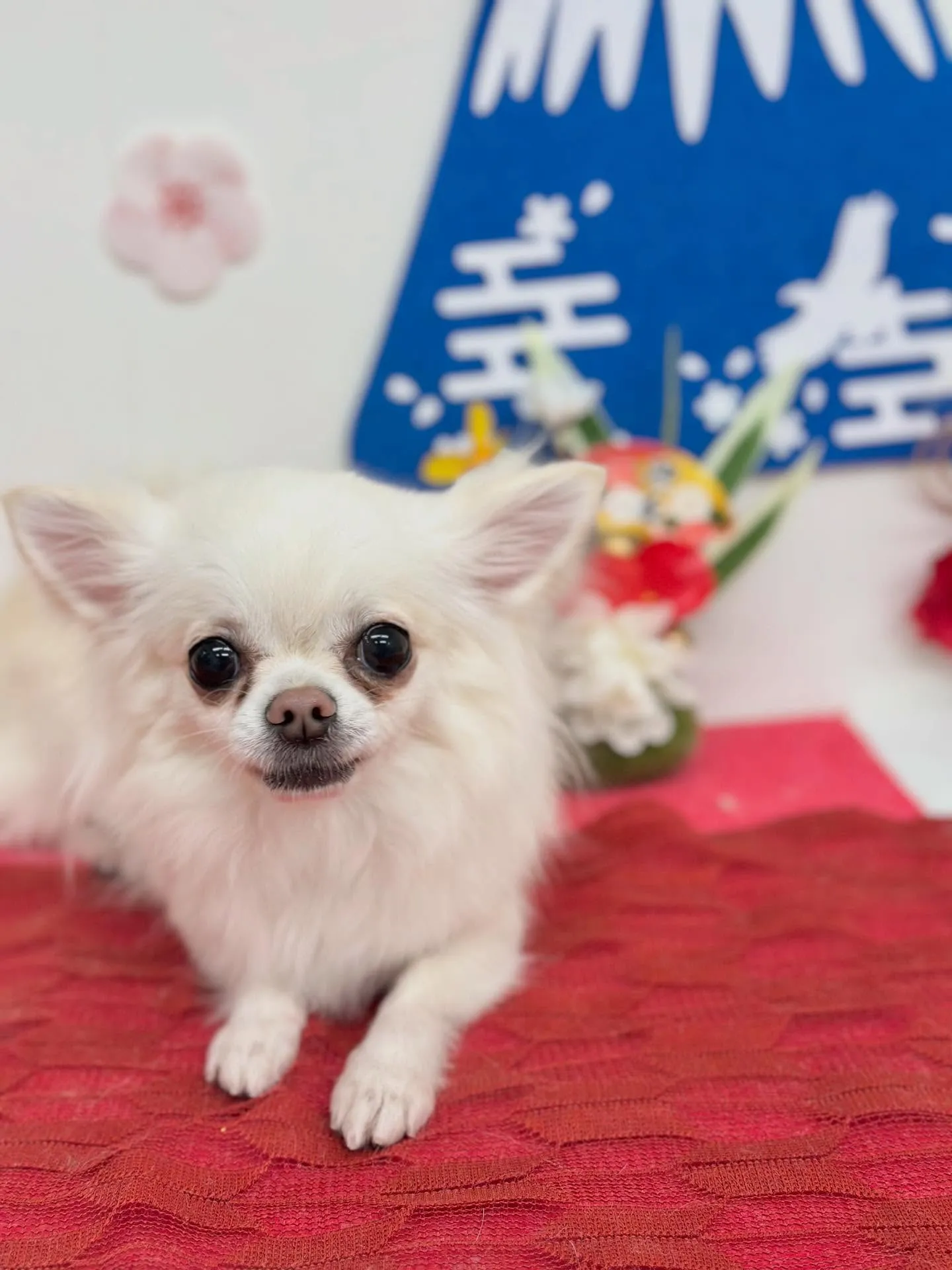 はるちゃん🪿🫧