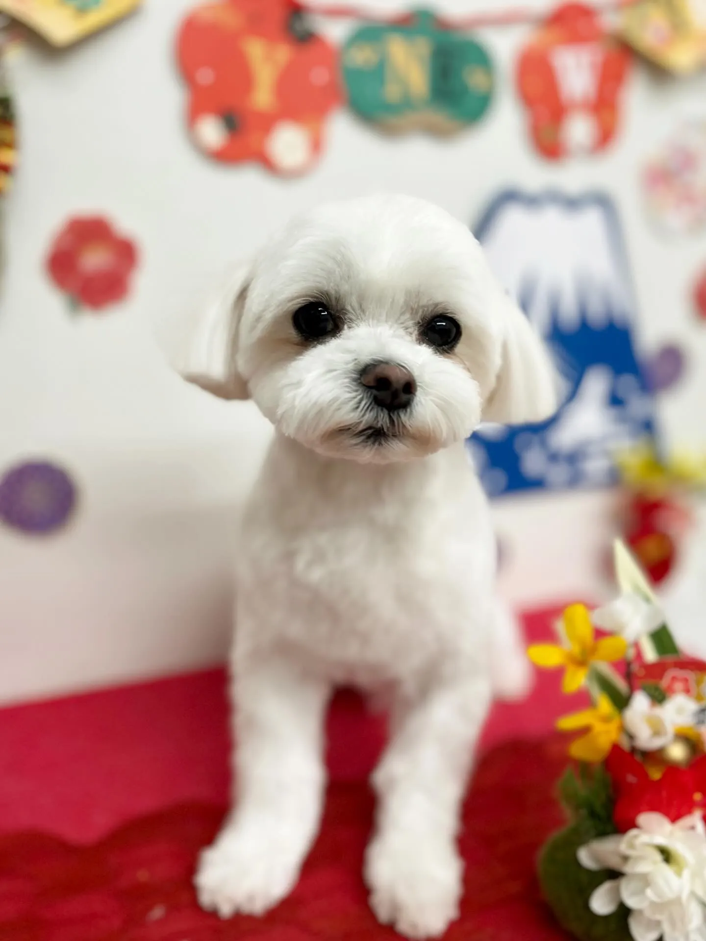 咲ちゃん🎍🩷