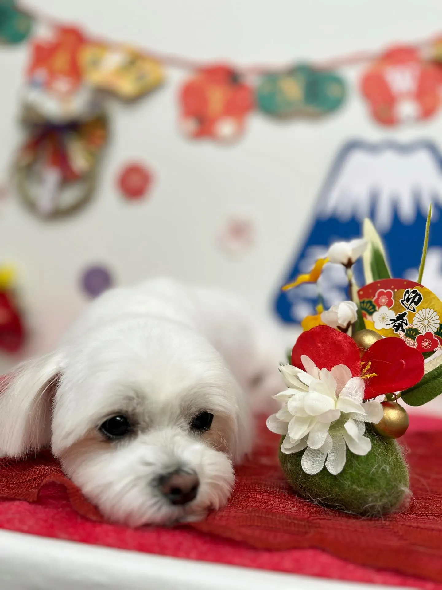 咲ちゃん🎍🩷