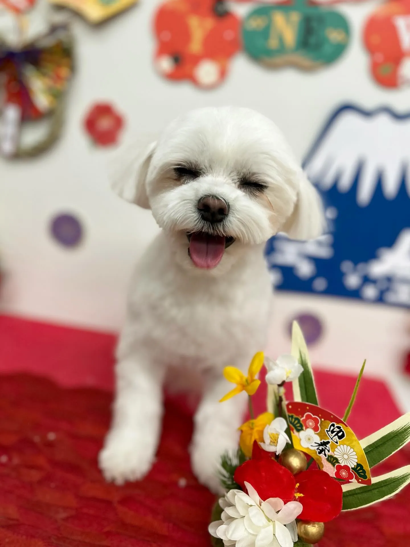 咲ちゃん🎍🩷