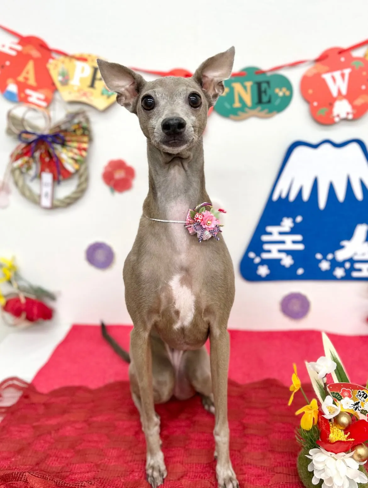 🎍ハナちゃん🎍