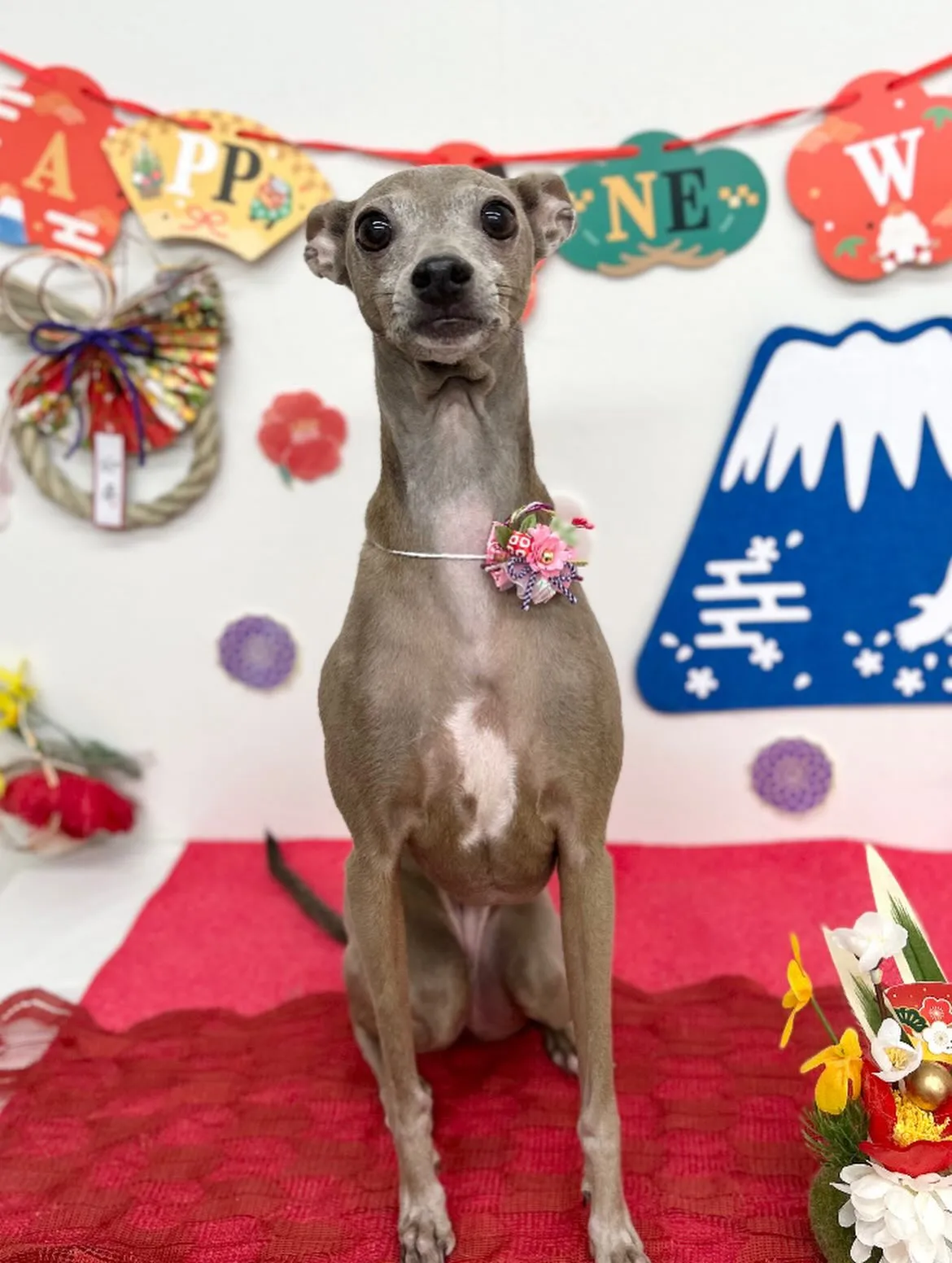 🎍ハナちゃん🎍