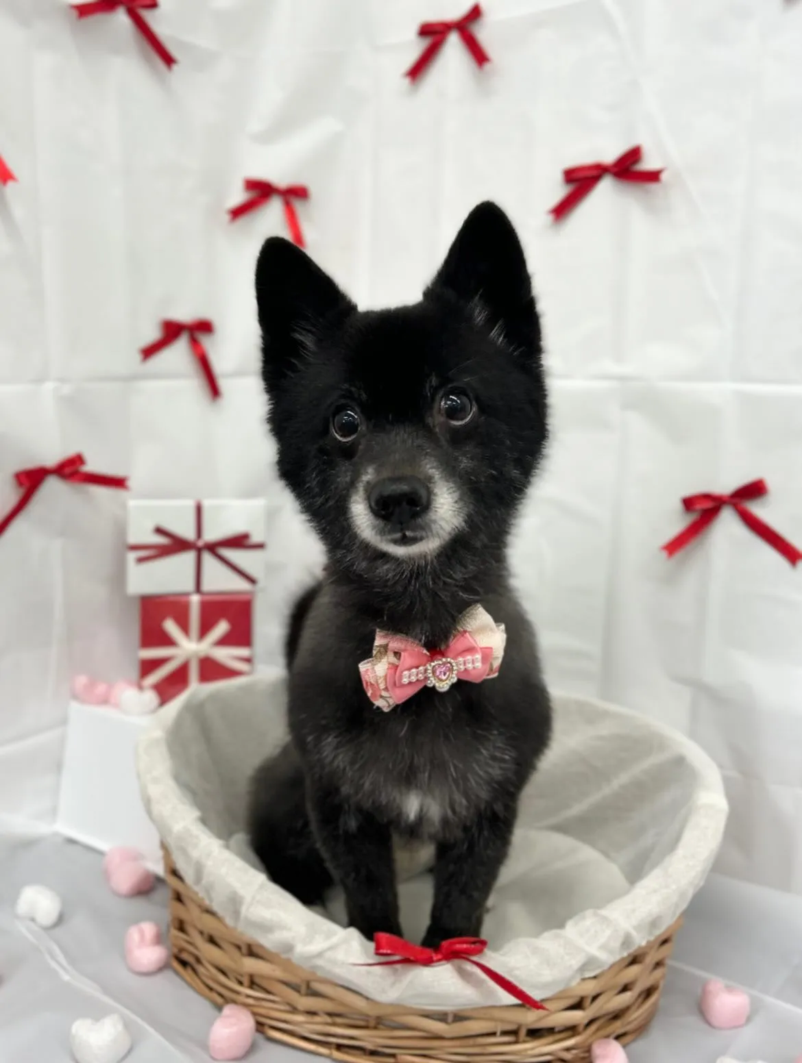 🧸ニコちゃん🎀