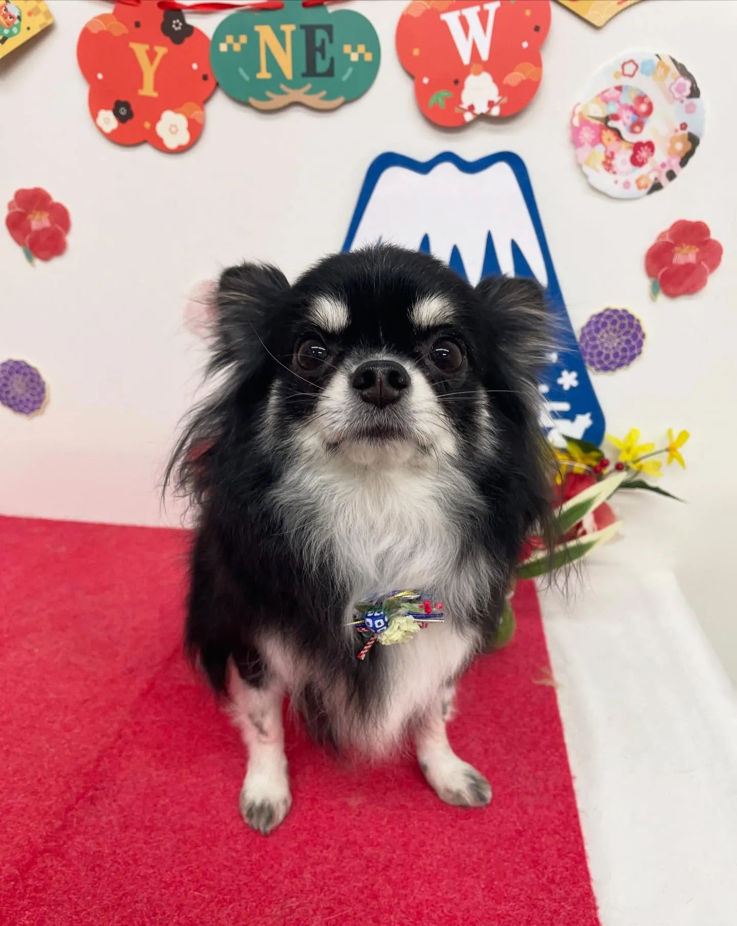 まめちゃん︎💕︎︎