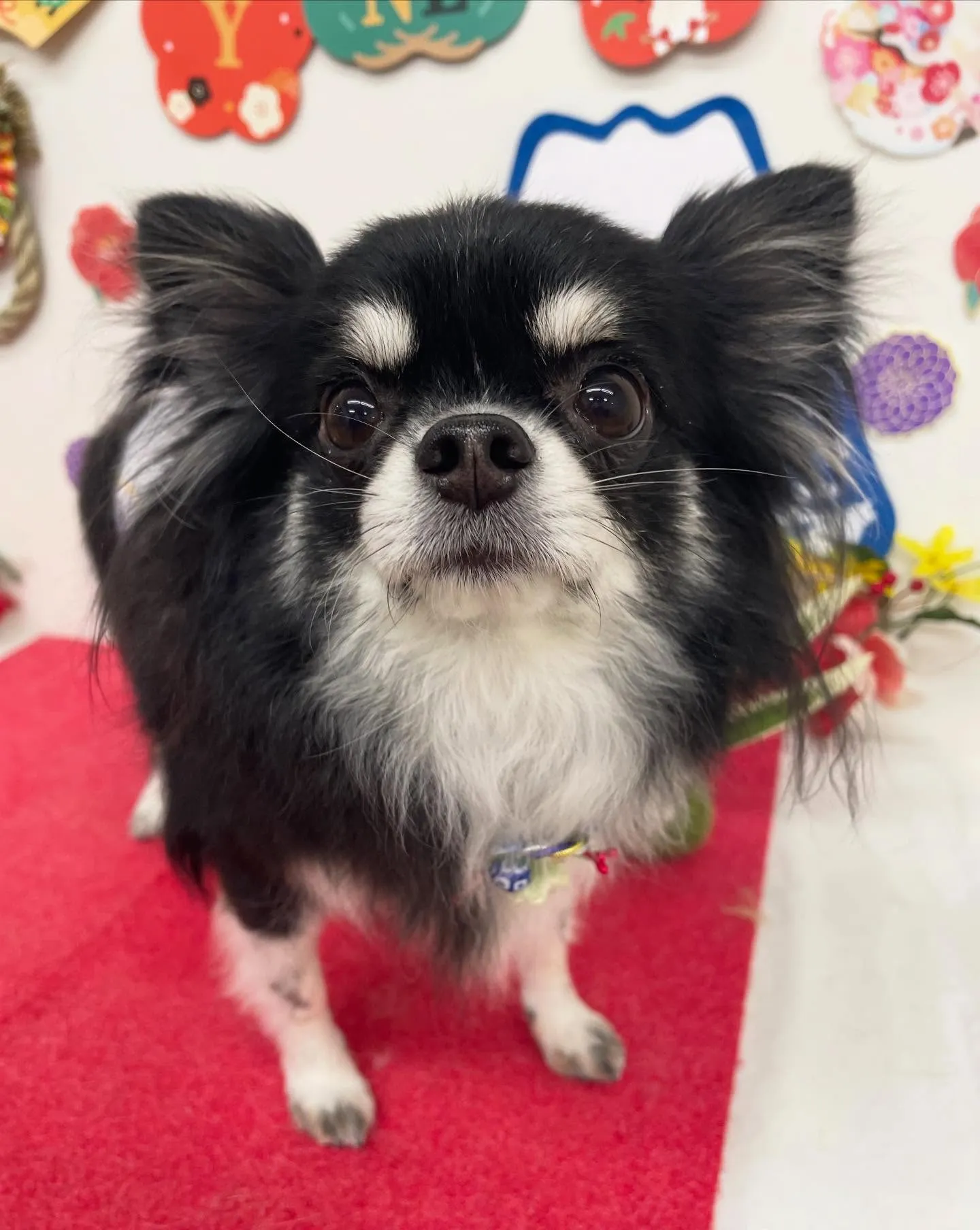 まめちゃん︎💕︎︎