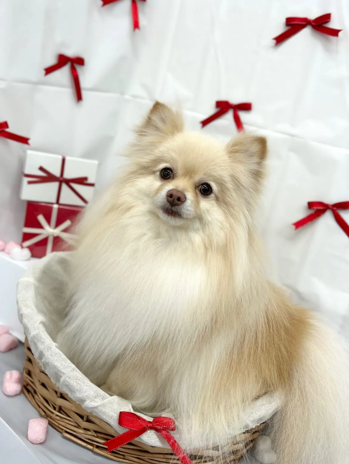 🧸おもちくん🎀