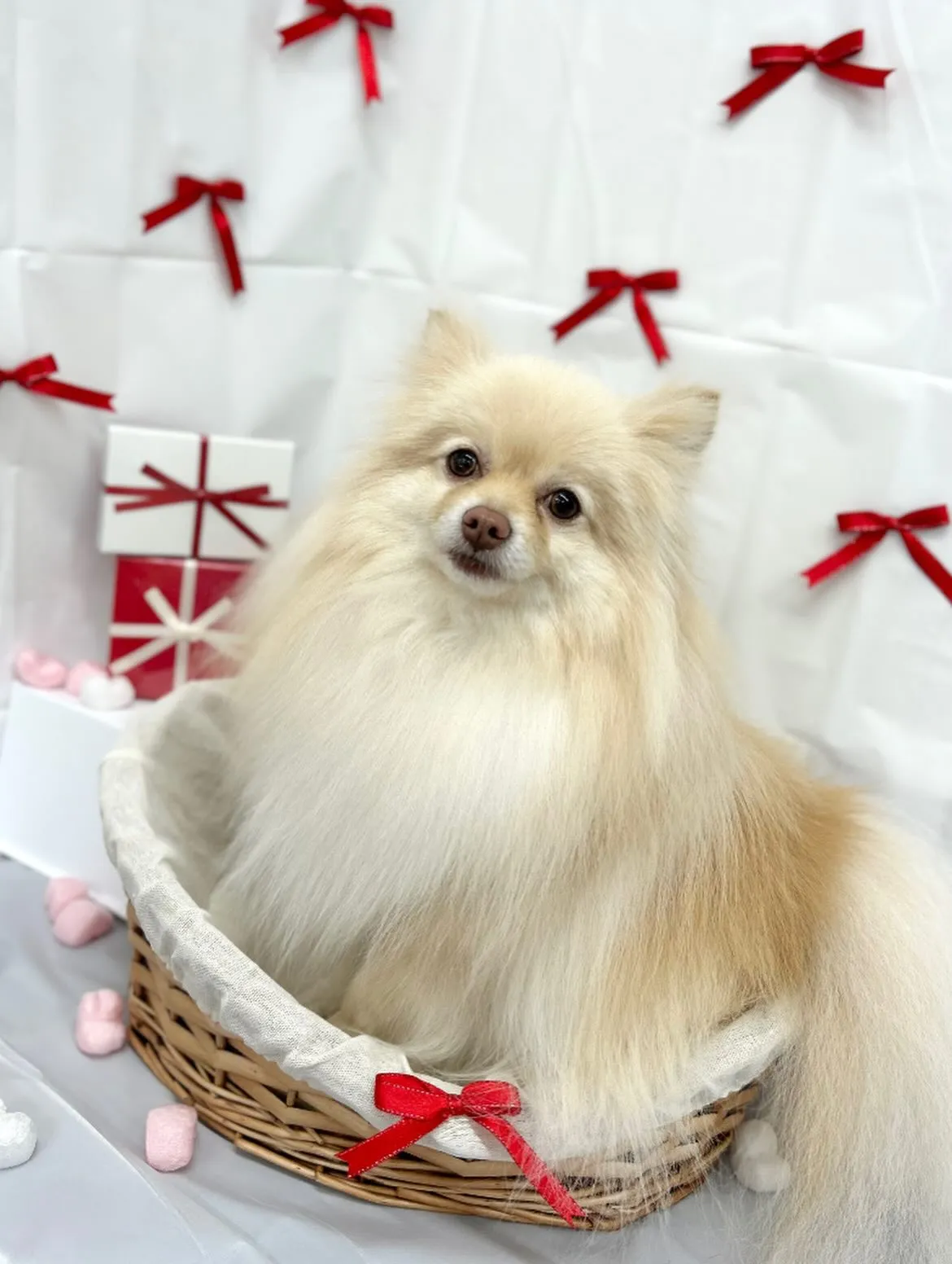 🧸おもちくん🎀